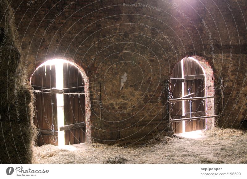 Mystik Dorf Stadtrand Kirche Burg oder Schloss Ruine Bauwerk Gebäude Spinne Stein Holz alt braun gold Bauernhof Heuschober stall Innenaufnahme