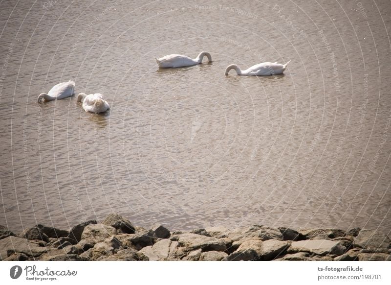 Vogel-Strauß-Nachahmer Umwelt Wasser Wellen Küste Seeufer Fluss Tier Wildtier Schwan Flügel 4 Tiergruppe Tierfamilie Stein Beton tauchen außergewöhnlich lustig