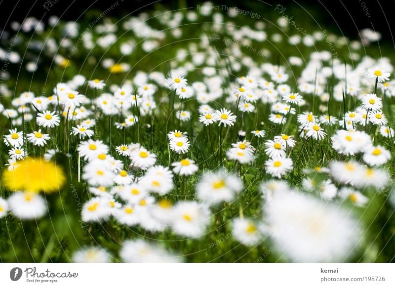 Gänseblümchen Umwelt Natur Pflanze Frühling Sommer Schönes Wetter Blume Gras Grünpflanze Wildpflanze Korbblütengewächs Garten Blühend Duft Wachstum viele gelb