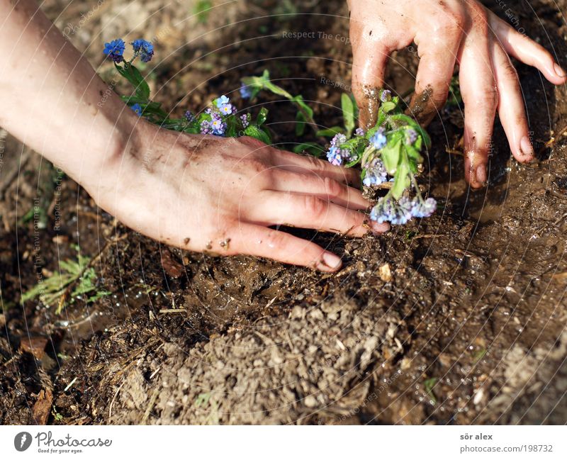 Vergissmeinnicht die Zweite feminin Hand Erde Frühling Pflanze Blume Vergißmeinnicht Garten Arbeit & Erwerbstätigkeit Blühend Wachstum schön blau braun grün