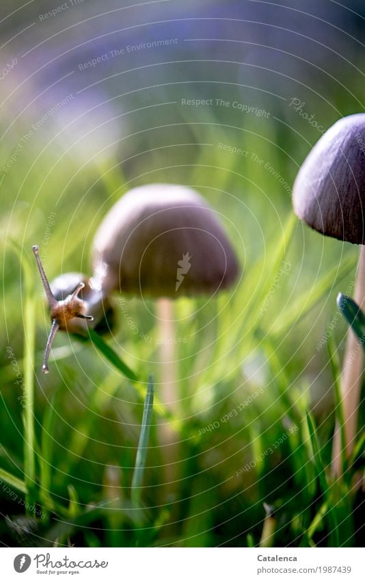 Schnecke umrundet Pilzhut Natur Pflanze Tier Herbst Schönes Wetter Gras Wiese 1 Bewegung hängen sportlich glänzend schleimig braun grün violett schwarz