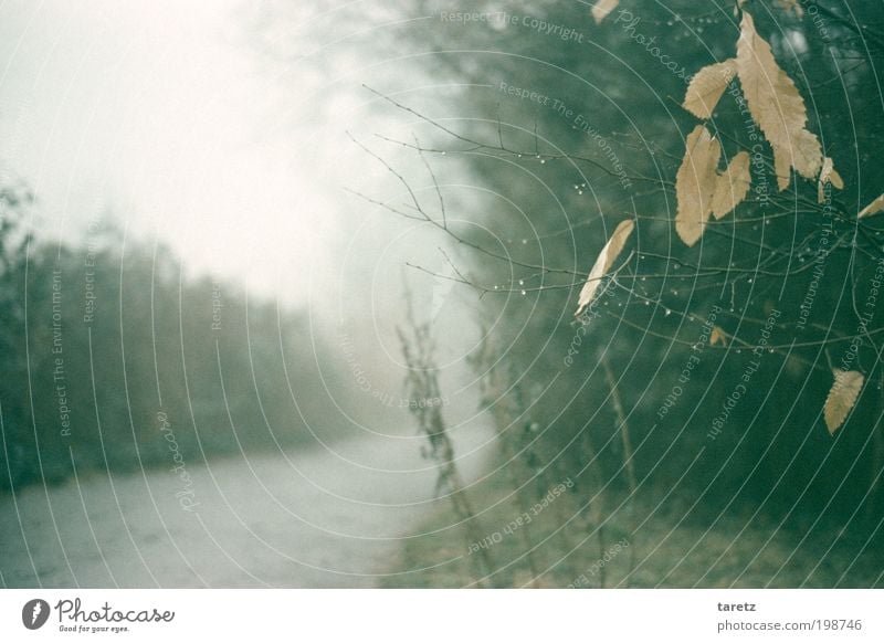 Irgendwie grau heute Herbst Nebel Blatt Wassertropfen Wege & Pfade fluchtend Sträucher ruhig hell Zweig Einsamkeit Winter alt Vergänglichkeit Farbfoto