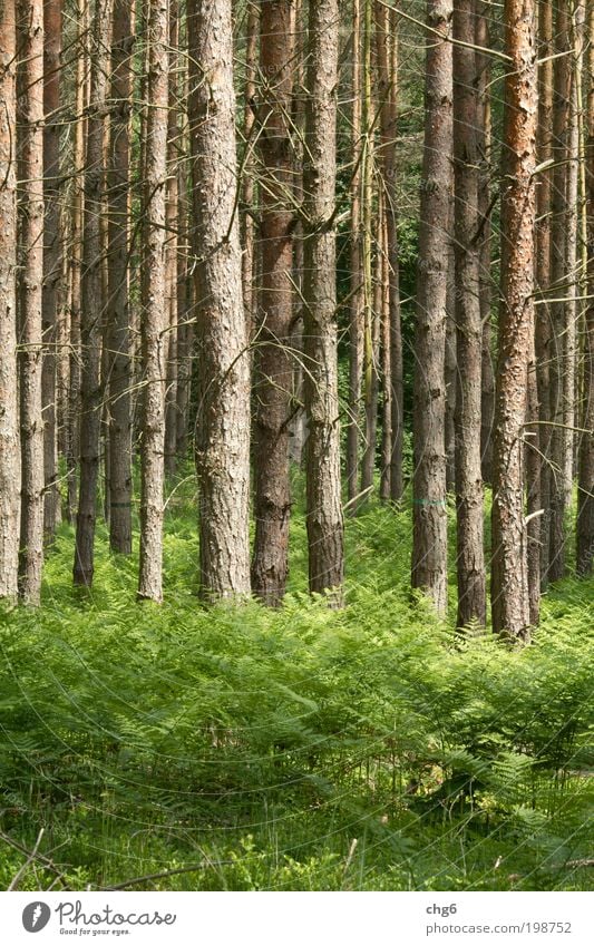 Kiefernwald Natur Pflanze Sommer Baum Gras Farn Nutzpflanze Wald Holz frisch braun grün Klima Kraft Stimmung Umwelt Strukturen & Formen Farbfoto Außenaufnahme