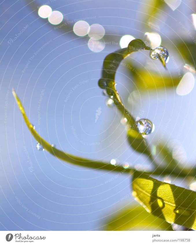 ein schöner tag... Wasser Wassertropfen Himmel Sonnenlicht Frühling Sommer Schönes Wetter Blatt Park frisch glänzend nass grün Zufriedenheit Frühlingsgefühle