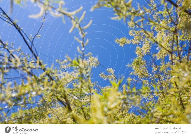 MEIN FREUND DER BAUM Umwelt Natur Landschaft Pflanze Himmel Sommer Klima Schönes Wetter Wärme Baum Blatt Blüte Grünpflanze Blühend Duft Wachstum blau grün Ast