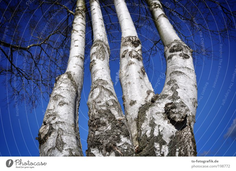 Ohne Daumen? Natur Landschaft Pflanze Urelemente Luft Himmel Wolkenloser Himmel Herbst Winter Klima Wetter Schönes Wetter Baum Ast Finger Hand Skelett Birke