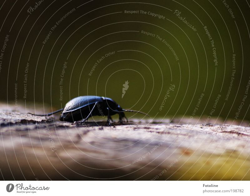 Lauf doch nicht weg... Umwelt Natur Landschaft Pflanze Tier Urelemente Luft Klima Wetter Schönes Wetter Baum Garten Park Wildtier Käfer Flügel Wärme schwarz