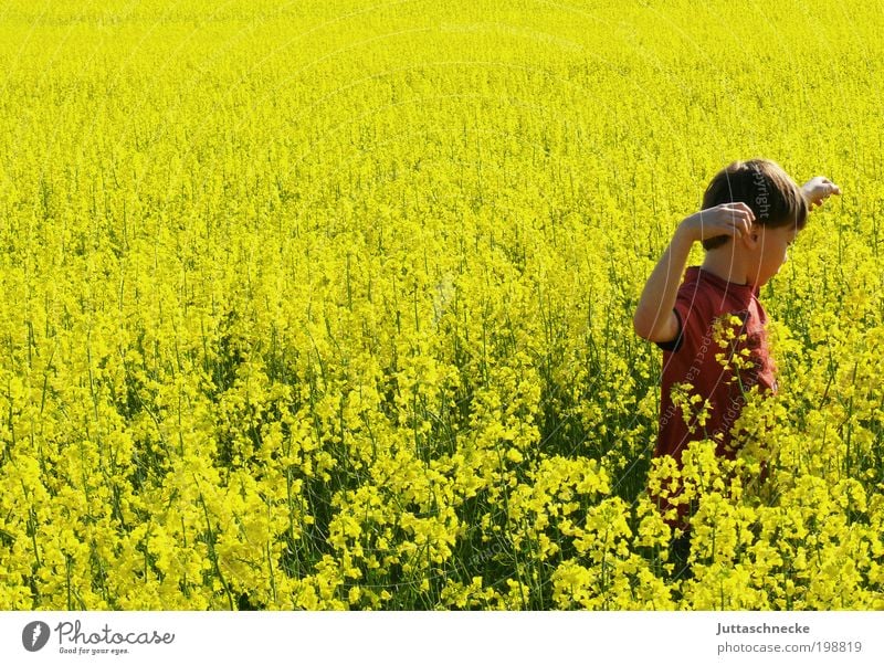 Rapsmonster Leben Sommer Sonne Mensch maskulin Kind Junge Kindheit 1 8-13 Jahre Umwelt Natur Frühling Nutzpflanze Feld Bewegung Blühend entdecken Fröhlichkeit