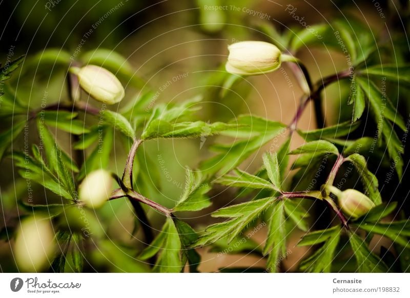 Weg zur Verwirrung Natur Pflanze Sonnenlicht Frühling Schönes Wetter Blume Wildpflanze Blühend Duft braun grün Anemone nemorosa Steppenhexe Fuchs riechen