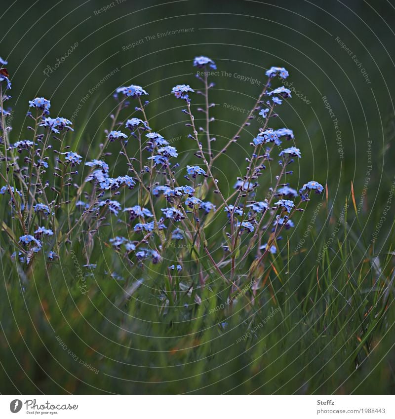 was zusammen gehört Vergissmeinnicht Myosotis Frühlingsblumen zarte Blüten Frühlingserwachen April blaue Blüten Blütezeit kleine Blüten blühende Frühlingsblumen