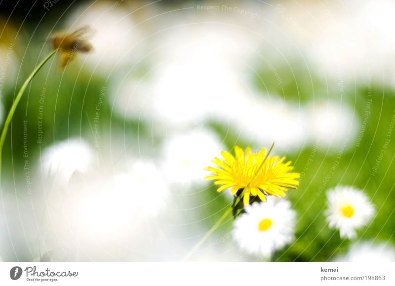 Weiße Flecken Umwelt Natur Pflanze Frühling Sommer Schönes Wetter Wärme Gras Blüte Grünpflanze Wildpflanze Gänseblümchen Korbblütengewächs Löwenzahn Garten