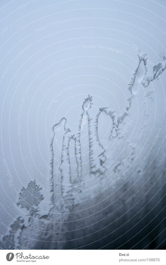 Eiskakteen Frost kalt bizarr Eisblumen Fensterscheibe durchsichtig stachelig Kaktus gefroren Winter Farbfoto Gedeckte Farben Innenaufnahme Nahaufnahme