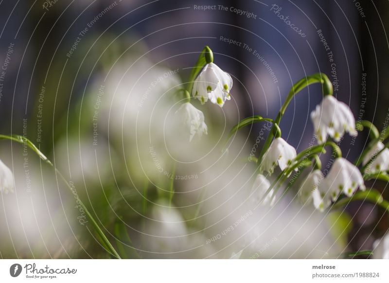 Märzenbecher läuten elegant Stil Natur Himmel Sonne Frühling Schönes Wetter Pflanze Gras Blatt Blüte Wildpflanze Frühblüher Liliengewächse Blütenpflanze