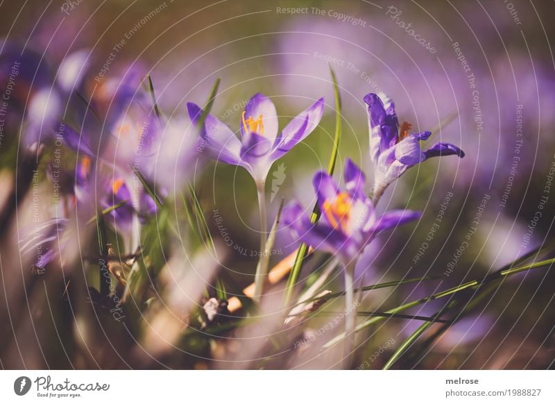 Krokusse im Sonnenbad Natur Erde Frühling Schönes Wetter Pflanze Blume Gras Blüte Wildpflanze Blütenpflanze Schwertliliengewächse Frühblüher Wiese Farbfleck