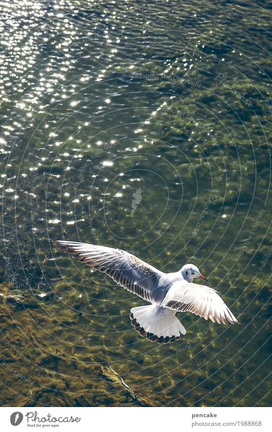 fern schauen Natur Landschaft Urelemente Wasser Seeufer Tier Nutztier Vogel 1 fliegen elegant frei Fröhlichkeit Glück Möwe Bodensee Farbfoto Gedeckte Farben