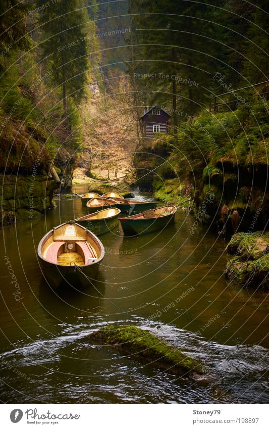 An der Kamnitz Abenteuer Natur Wasser Baum Moos Wald Felsen Schlucht Bach Fluss Hütte Bootsfahrt Ruderboot Holz grün ruhig Erholung Freizeit & Hobby Frieden