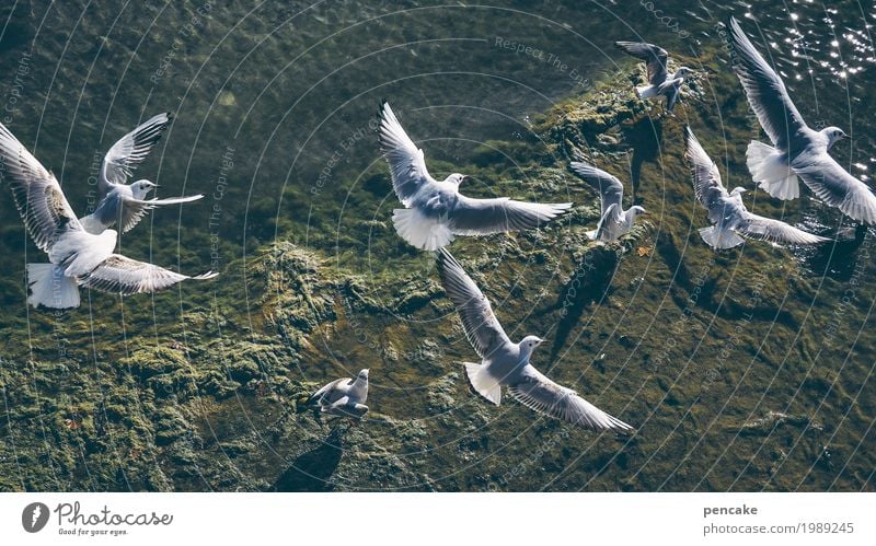 kleine flugschau Natur Landschaft Urelemente Wasser Frühling Schönes Wetter Küste Seeufer Bucht Riff Tier Wildtier Vogel Tiergruppe fangen fliegen Jagd