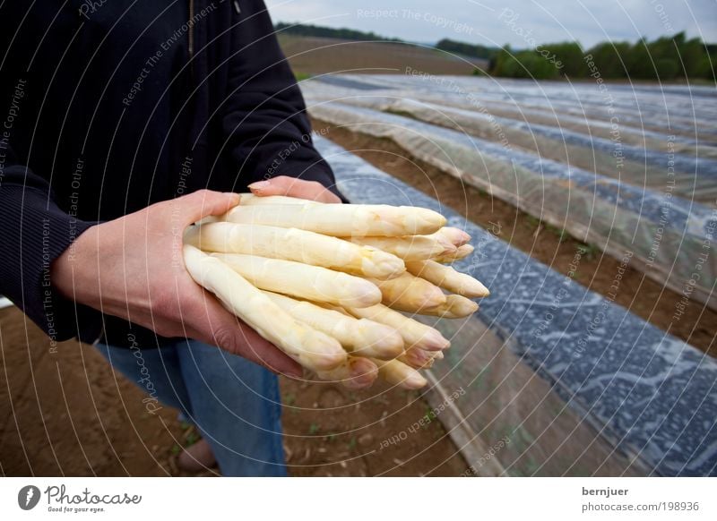 Spargelkönigin 2010 Lebensmittel Gemüse Mensch Hand Natur Landschaft Sand Wolken Frühling Pflanze Feld Arbeitsbekleidung Hose Stiefel Arbeit & Erwerbstätigkeit