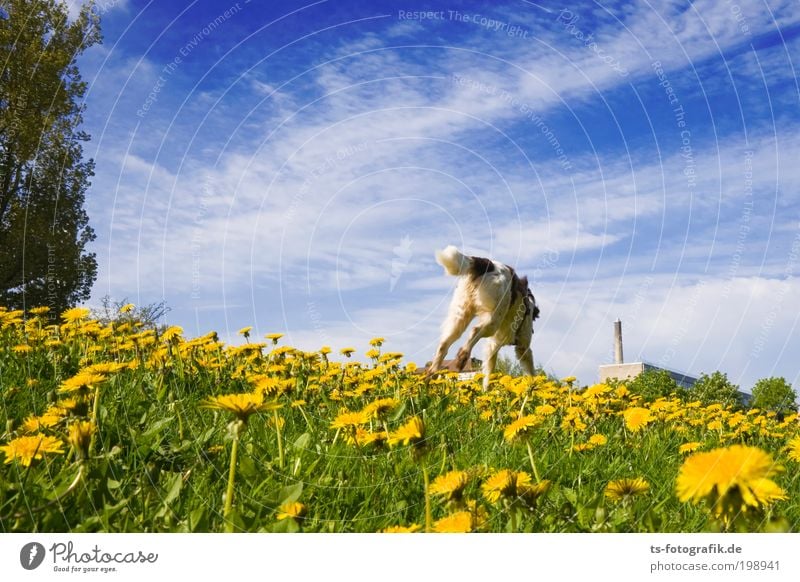 Hol's gelbe Blümchen! Natur Landschaft Pflanze Himmel Wolken Frühling Sommer Wetter Schönes Wetter Blume Gras Blüte Grünpflanze Löwenzahn Löwenzahnfeld Tier