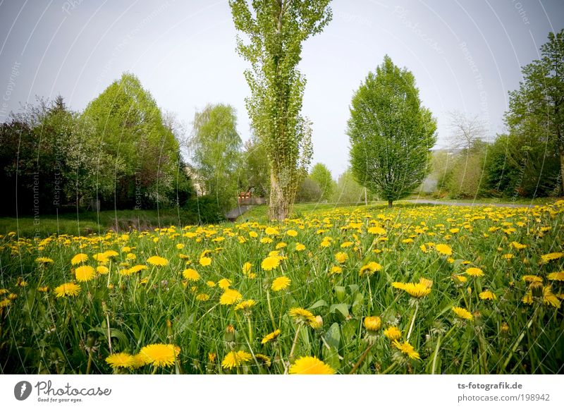 Auf der Wiesn Erholung ruhig Kur Ferien & Urlaub & Reisen Ausflug Umwelt Natur Landschaft Frühling Sommer Wetter Schönes Wetter Pflanze Baum Löwenzahn Garten