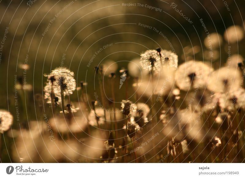 wie viele kleine lampions Umwelt Natur Pflanze Sonnenlicht Frühling Blume Blüte Nutzpflanze Wildpflanze Löwenzahn Löwenzahnfeld Wiese leuchten ästhetisch gold