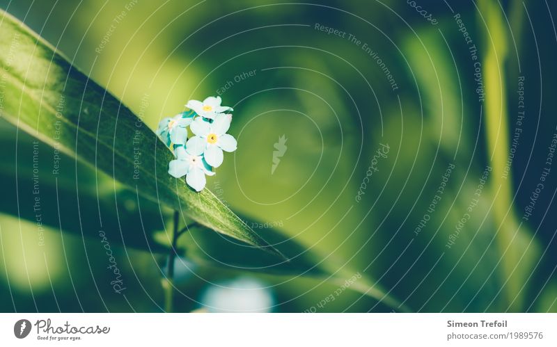 Vergiss mich nicht Natur Pflanze Frühling Sommer Blume Vergißmeinnicht Garten Blühend Duft träumen Traurigkeit verblüht Wachstum warten Zusammensein Glück