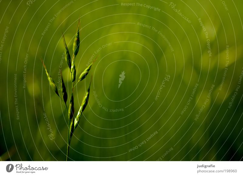 Gras Umwelt Natur Pflanze Sommer Park Wiese Wachstum Duft dünn frisch natürlich weich grün einzigartig Farbfoto Außenaufnahme Textfreiraum rechts Tag Licht