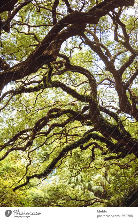 Ein alter grüner Baum gelegt in den Park in Hong Kong-Stadt. schön Erholung Umwelt Natur Landschaft Himmel Straße hell blau Hongkong asiatisch sonnig urban Feld