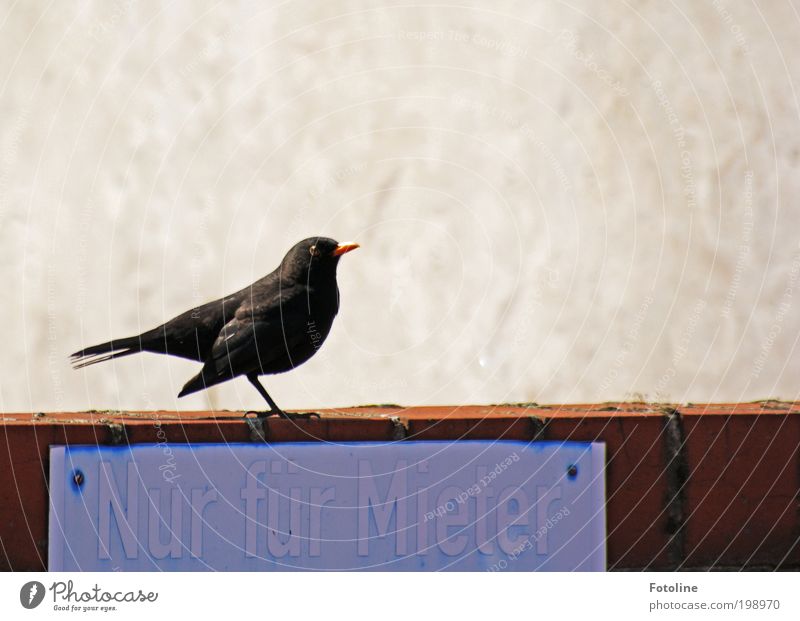 Nur für Mieter Tier Luft Sommer Klima Wetter Schönes Wetter Wärme Wildtier Vogel Tiergesicht Flügel 1 blau schwarz Mauer Schilder & Markierungen Schnabel Feder