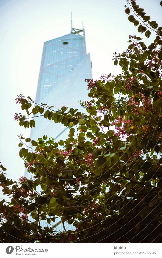 Schöner blühender Baum und Wolkenkratzer Leben Ferien & Urlaub & Reisen Tourismus Ausflug Haus Landschaft Blume Hochhaus Gebäude Straße modern Überstrahlung