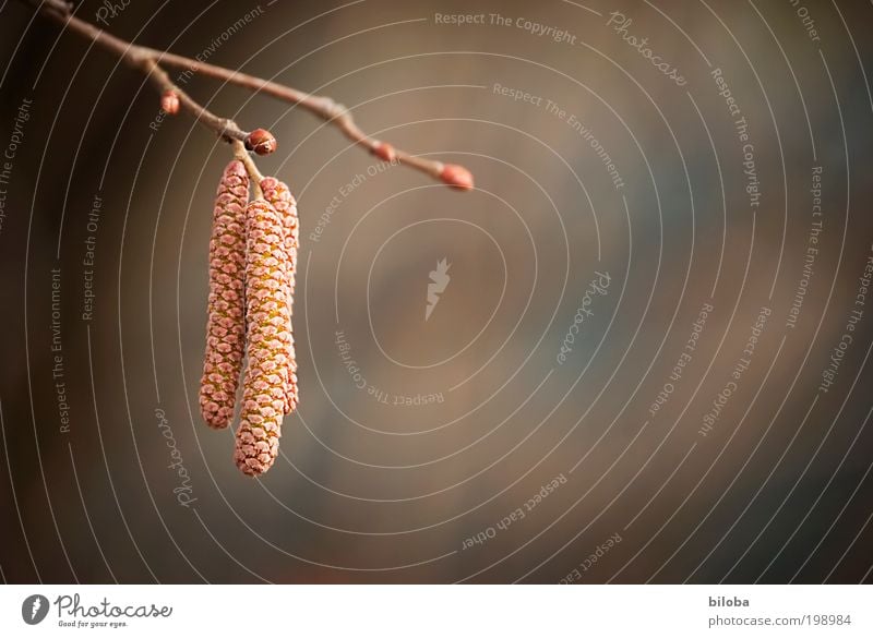 3 Umwelt Natur Pflanze Frühling Nutzpflanze Wildpflanze Park braun gold rot Kraft Treue Mitgefühl Interesse Hoffnung Glaube Leben Lebensfreude Leichtigkeit