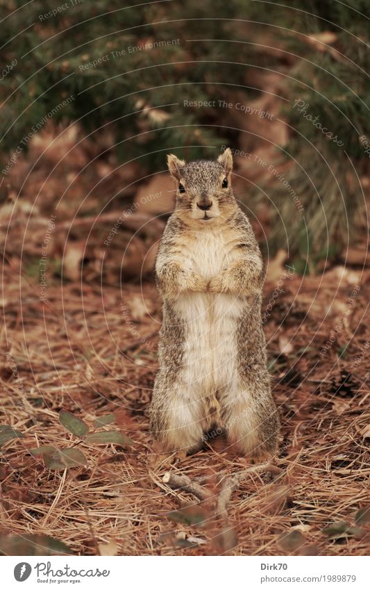 Aufrecht stehen! Umwelt Natur Winter Pflanze Tannennadel Kiefernnadeln Blatt Garten Park Wald Boulder Colorado USA Tier Wildtier Nagetiere Eichhörnchen 1