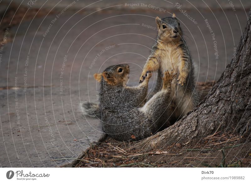 Handreichung. Umwelt Natur Tier Frühling Winter Baum Baumstamm Garten Park Boulder Colorado Stadt Wege & Pfade Wildtier Nagetiere Eichhörnchen 2 Tierpaar Brunft