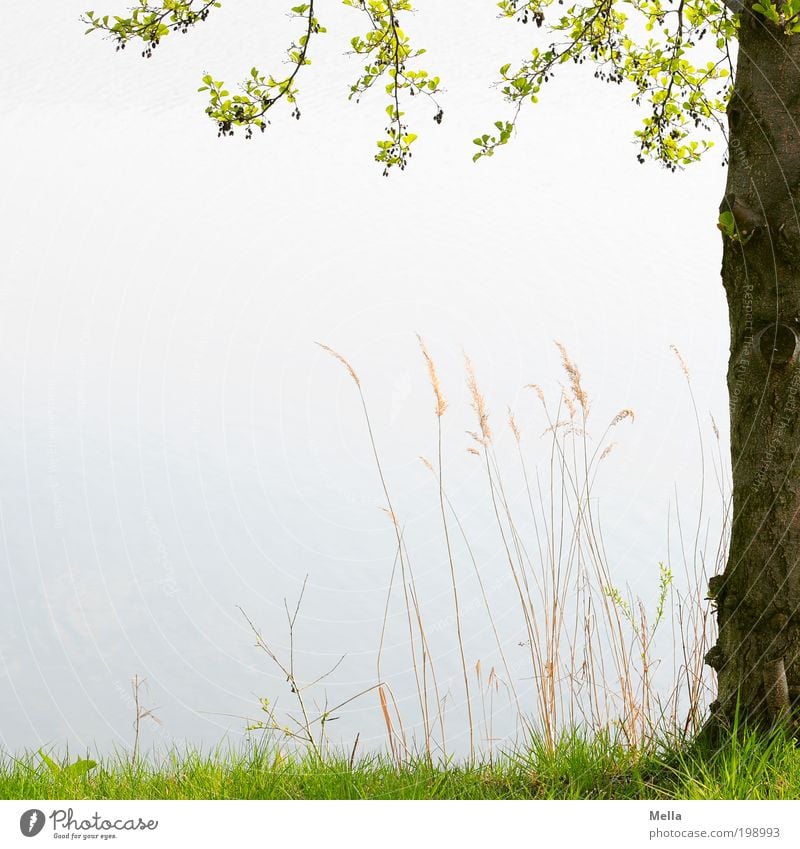 Ein Platz für dich und für mich Umwelt Natur Pflanze Frühling Baum Gras Wiese Seeufer Teich Erholung Wachstum natürlich positiv Stimmung Romantik ruhig