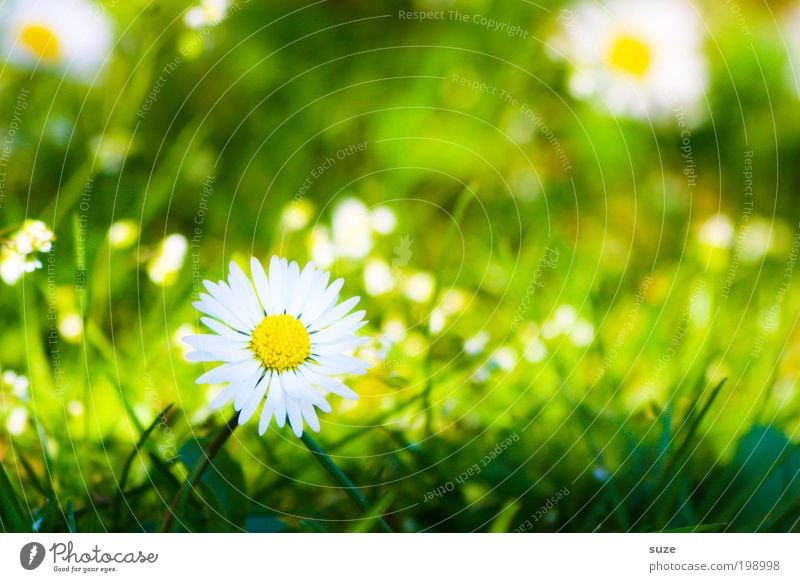 Grüne Wiese Garten Umwelt Natur Landschaft Pflanze Frühling Sommer Schönes Wetter Blume Gras Blüte Gänseblümchen Blühend Duft ästhetisch natürlich schön grün