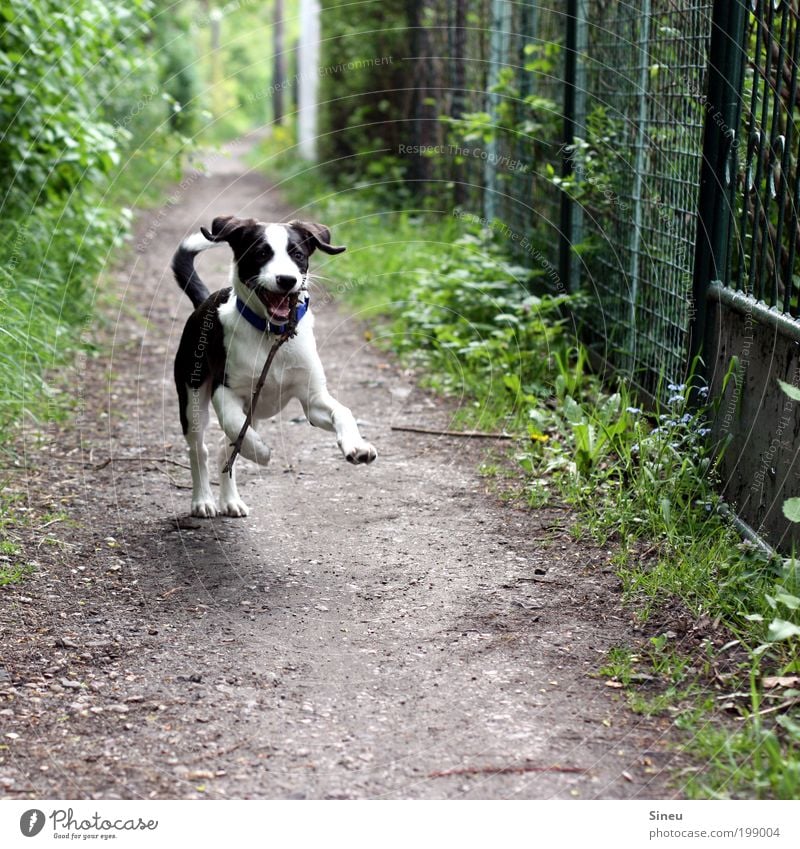 Herr Schröder im Glück Natur Frühling Wege & Pfade Hund Welpe Tierjunges Stock laufen Spielen Fröhlichkeit schön lustig niedlich wild schwarz weiß Freude