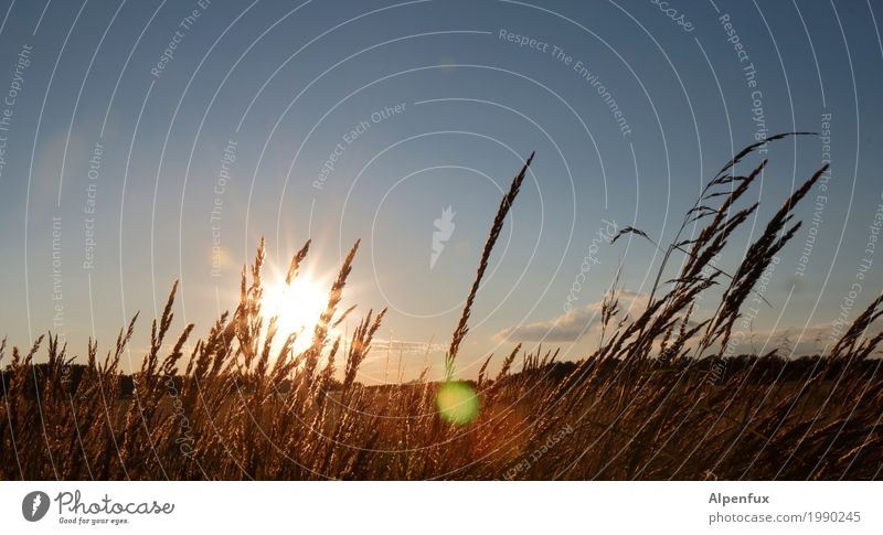 Einen Sundowner bitte Umwelt Natur Landschaft Tier Himmel Wolken Sonne Sonnenaufgang Sonnenuntergang Sonnenlicht Sommer Schönes Wetter Gras Wiese Feld Küste