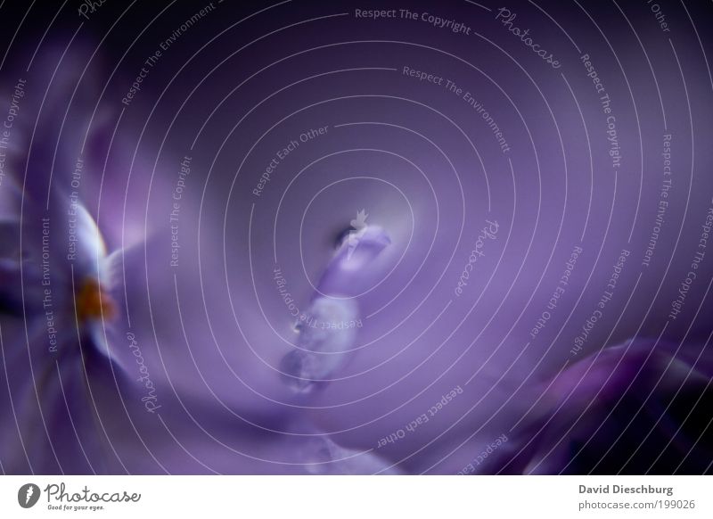 Lila world Stil harmonisch ruhig Duft Natur Pflanze Wassertropfen Blume Blüte violett zart weich geschmeidig Blütenblatt nass Blühend Verlauf Vignettierung