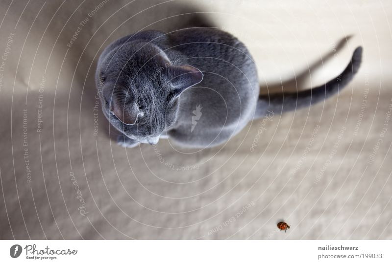 Guck mal wer da krabbelt ... Natur Tier Haustier Wildtier Katze Käfer Marienkäfer 2 beobachten krabbeln sitzen ästhetisch elegant lustig nah niedlich oben braun