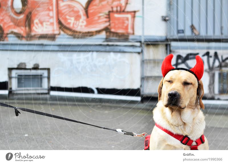 [HH17 Fähnchentour] Wat willste? Mauer Wand Fassade Tier Haustier Hund Tiergesicht Graffiti Teufel warten listig lustig niedlich grau rot Coolness authentisch