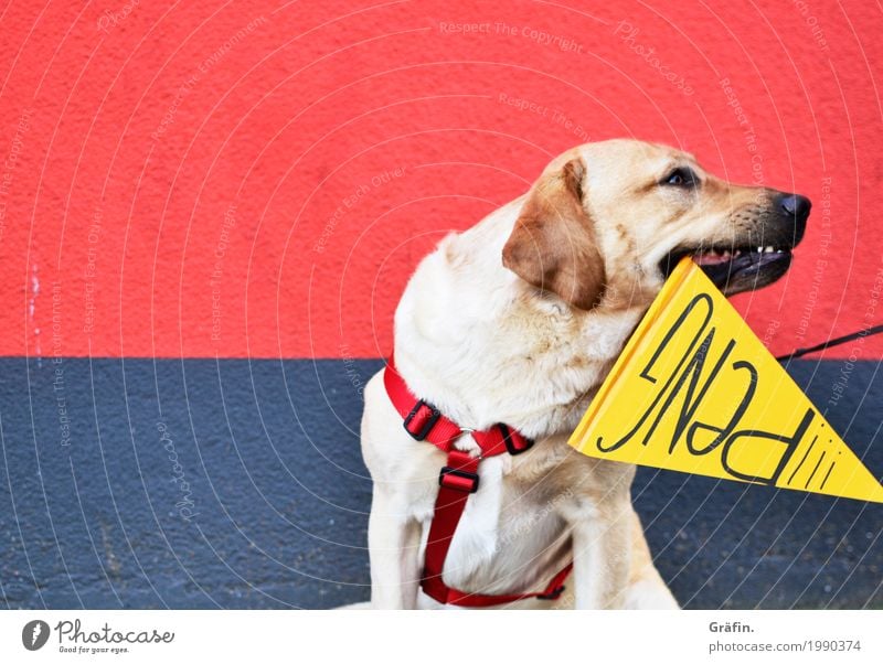 [HH17 Fähnchentour] Der Tag an dem Mo das Stöckchen fraß... Mauer Wand Tier Haustier Hund Stein Zeichen Schriftzeichen Schilder & Markierungen Fressen hocken