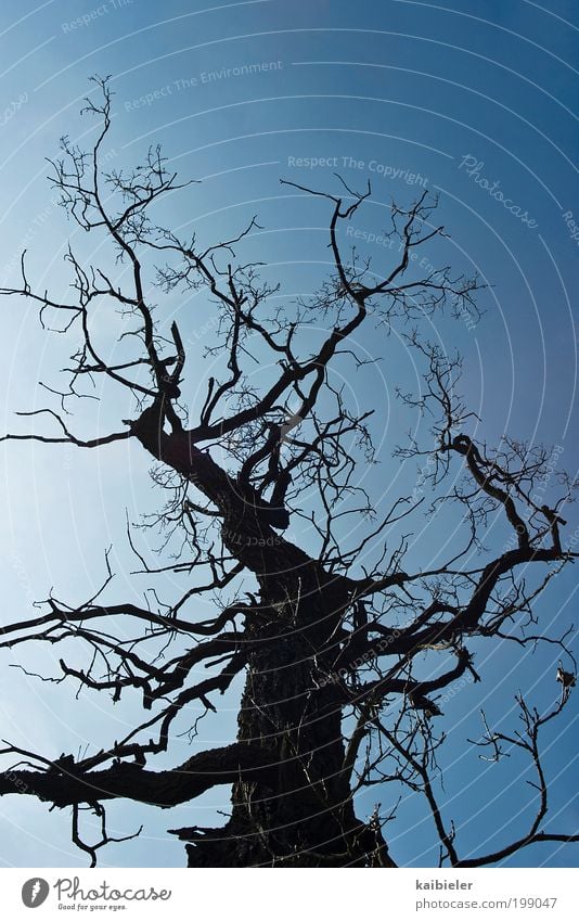 verzweigt Umwelt Natur Pflanze Himmel Wolkenloser Himmel Baum alt bedrohlich dunkel dünn blau schwarz Schüchternheit Vergänglichkeit Ast Zweig Baumstamm