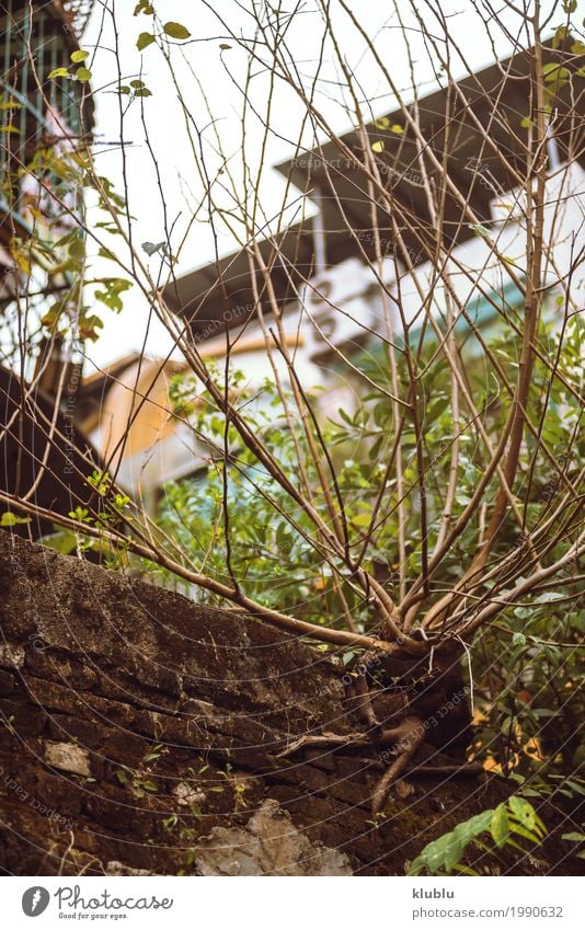 Ein Gestrüpp wächst in der Stadt Garten Dekoration & Verzierung Natur Landschaft Pflanze Himmel Baum Gras Park Straße Wachstum grün Buchse urban leer laublos