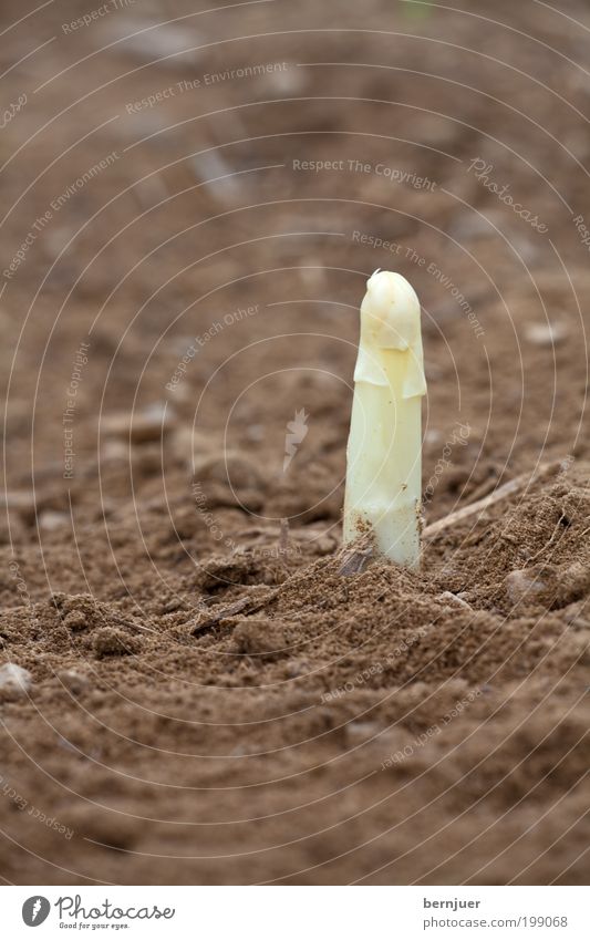 Guckguck Spargel weiß Gemüse Spargelspitze Erde Menschenleer einzeln 1 hallertau holledau abendsberg schrobenhausen Wachstum Frühling Ernte vertikal Sand