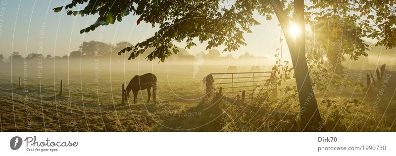 Wintermorgen auf der Weide, Panorama Natur Landschaft Sonne Sonnenaufgang Sonnenuntergang Sonnenlicht Klima Schönes Wetter Nebel Baum Gras Sträucher Dunst Wiese