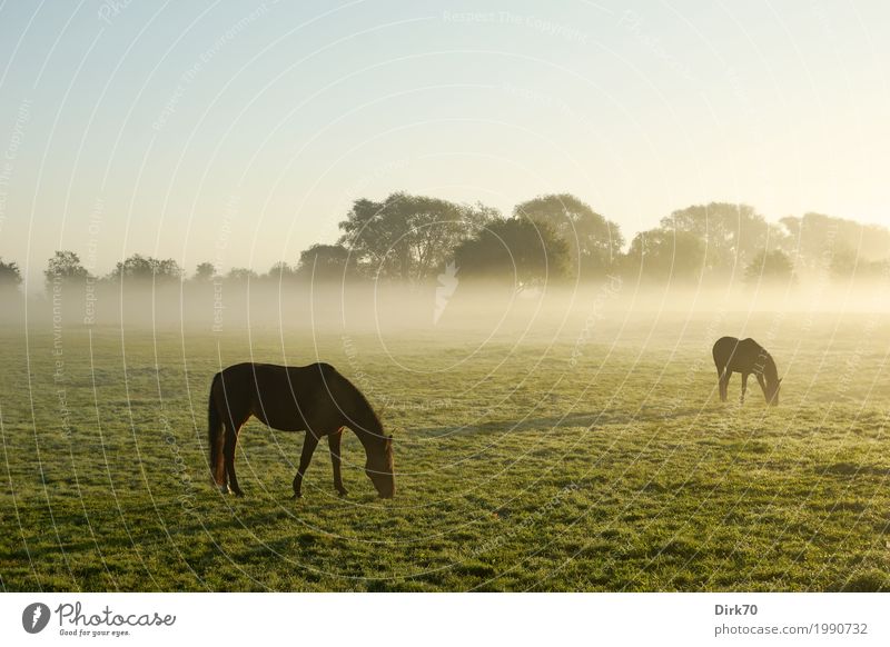 Herbsttag auf der Weide Reiten Landwirtschaft Forstwirtschaft Umwelt Landschaft Wolkenloser Himmel Winter Klima Schönes Wetter Nebel Gras Wiese Wald Bremen Tier