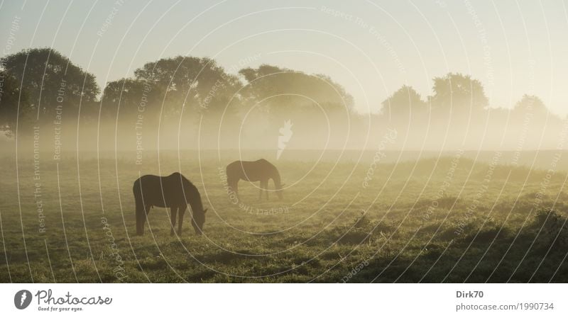 Pferde im Herbstnebel Landwirtschaft Forstwirtschaft Umwelt Landschaft Klima Schönes Wetter Nebel Baum Gras Wiese Feld Weide Bremen Stadtrand Tier Nutztier 2