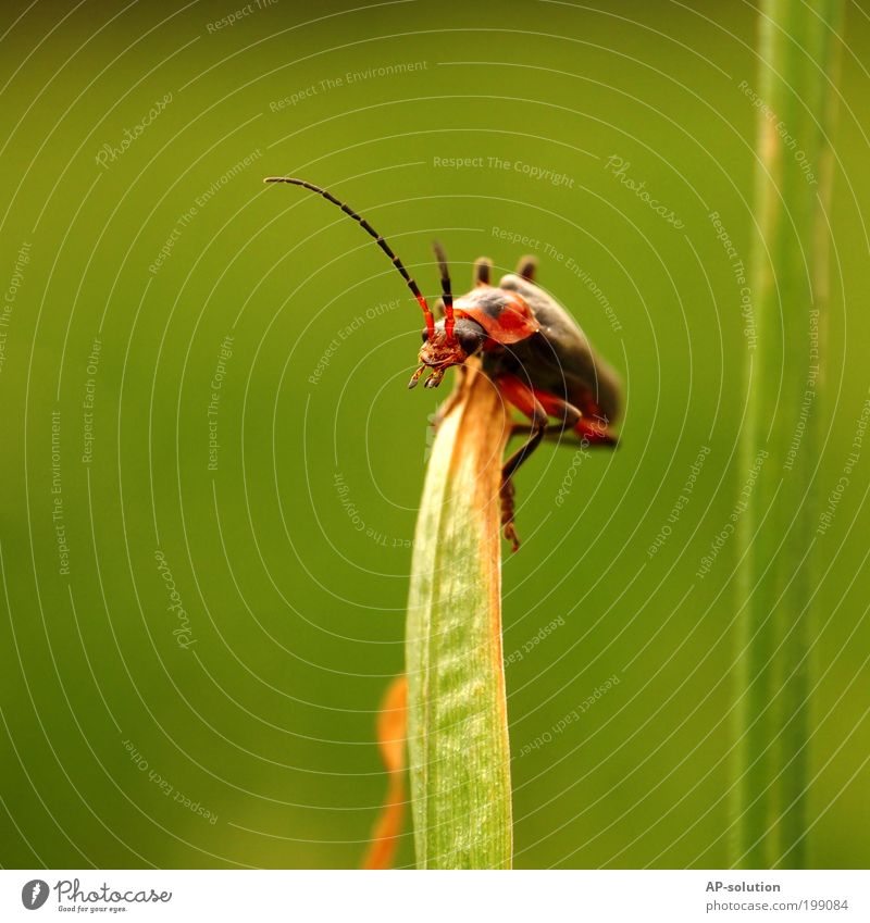 Käfer/Weichkäfer *2 Pflanze Tier Frühling Sommer Gras Blatt Garten Wiese Nutztier Tiergesicht Flügel 1 festhalten hocken krabbeln lachen Blick klein lustig nah