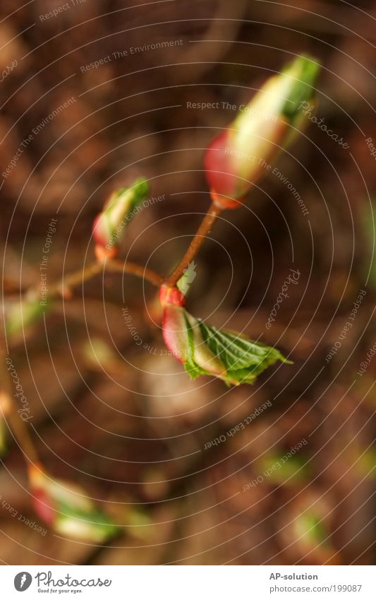 Knospen Natur Pflanze Sträucher Blüte ästhetisch außergewöhnlich Duft frisch nah natürlich saftig schön Wärme braun mehrfarbig gold grün Frühling Blühend