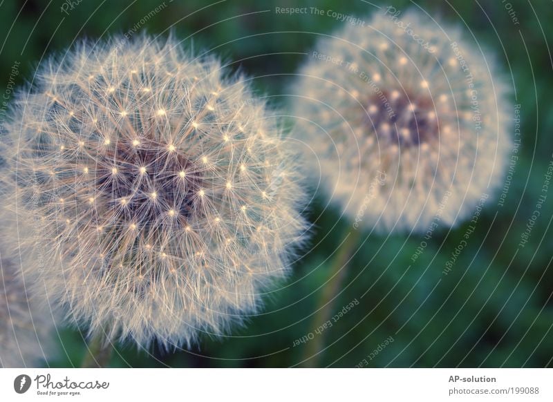 Pusteblume Natur Pflanze Frühling Blume Blüte Löwenzahn Wiese ästhetisch dünn elegant frei Unendlichkeit schön einzigartig natürlich positiv blau violett weiß